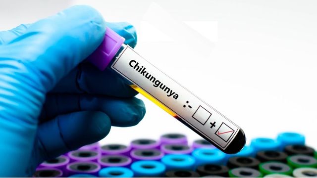 Първи случай на вируса чикунгуня е потвърден в Румъния
