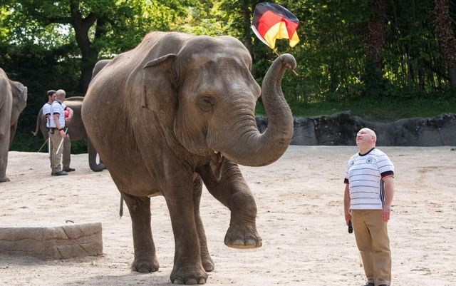 Un elefant din Hamburg a prezis că Franța va câștiga meciul cu Germania de la EURO 2020