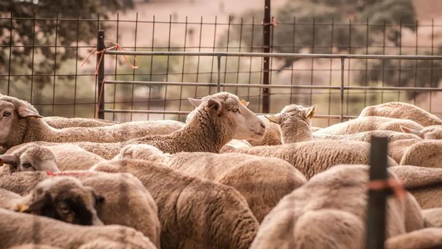 Madrid suspende la Fiesta de la Trashumancia por la enfermedad de la lengua azul