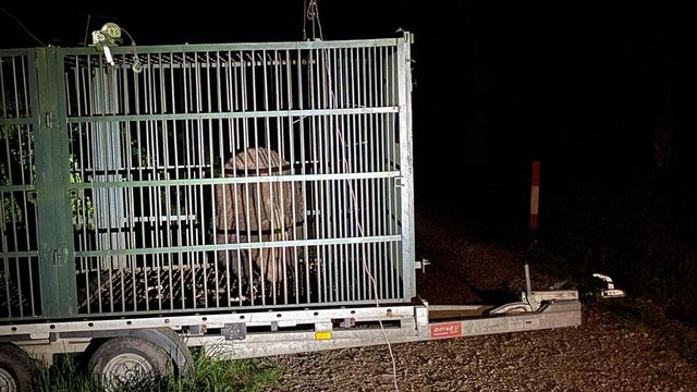 Încă un urs a fost împușcat în Brașov