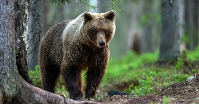 Medvědice na Slovensku zaútočila na myslivce