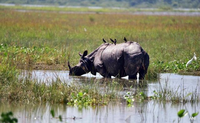 6 Rhinos Among 137 Animals Dead In Kaziranga National Park Amid Assam Floods