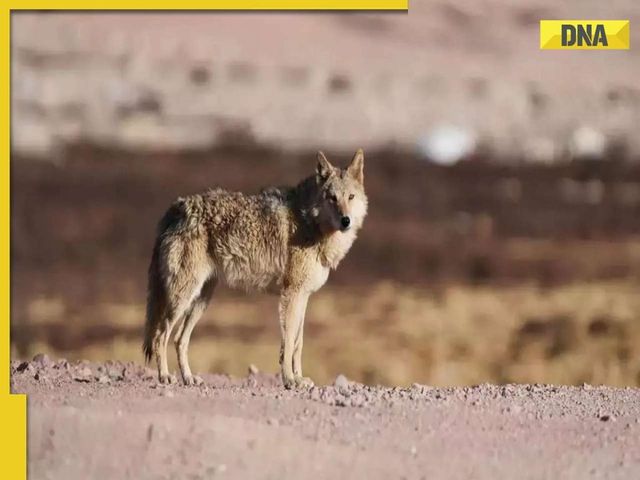 Wolf Terror On The Rise In Uttar Pradesh, 13-Year-Old Boy Attacked