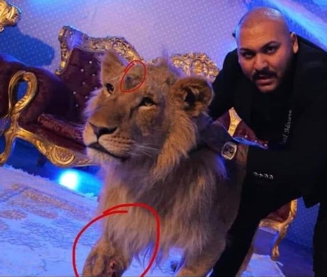 Manelistul Dani Mocanu s-a ales cu dosar penal. Într-unul din videoclipurile sale apare un leu rănit și subnutrit