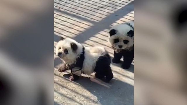 Un parc zoo din China, acuzat că a băgat câini vopsiți în alb și negru în cușca urșilor panda