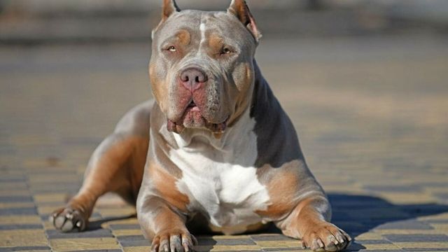Filmul atacului din Caraș Severin, unde o bătrână a fost ucisă de câinele familiei. Animalul a fost eutanasiat