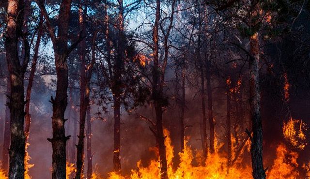 Заради опасни горски пожари въведоха извънредно положение в руски области
