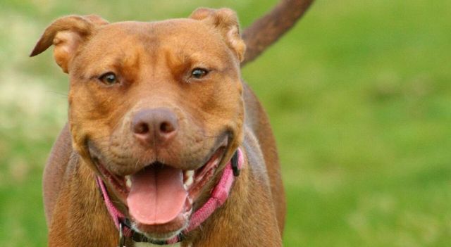 Modugno, bambino di un anno aggredito da un pitbull: è in rianimazione