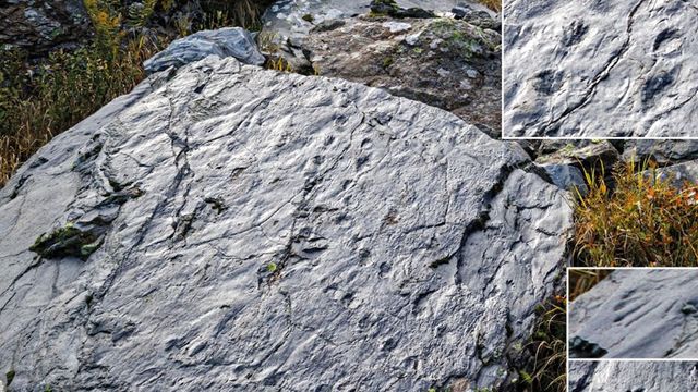 Lombardia, si scioglie ghiacciaio in Valtellina: riaffiorano fossili di 280 milioni di anni fa