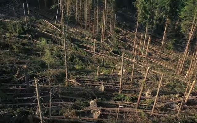 Schemă de ajutor pentru împăduriri în România, aprobată de Comisia Europeană