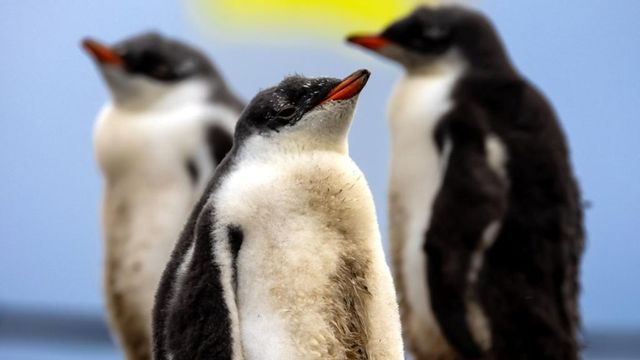 Gripa aviară a ajuns în Antarctica, punând în pericol coloniile de pinguini
