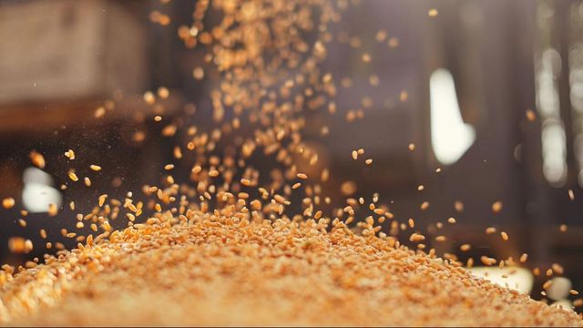 India, Russia discuss creation of BRICS Grain Exchange