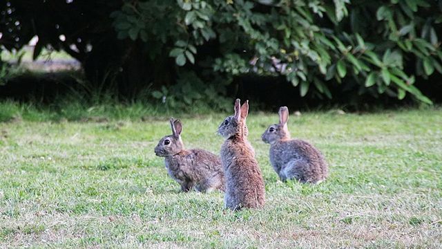 Castilla-La Mancha lanza un plan urgente con 18 medidas contra la plaga de conejos