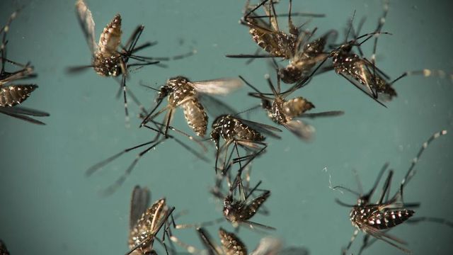 Doctor, his teenage daughter test positive for Zika virus infection in Pune