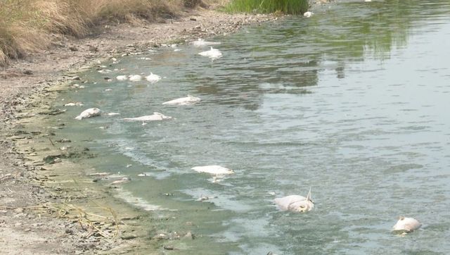 Alertă ecologică la Ialoveni: Pești morți au fost observați plutind la suprafața iazului din Dănceni