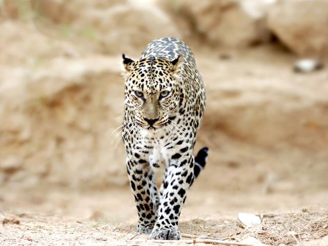 Леопард ухапа момиче в Зоопарка във Варна при опит за снимка - Труд