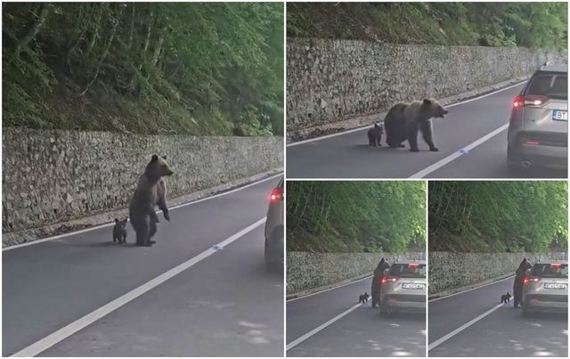 Un turist a fost mușcat de mână de un urs în zona Barajului Vidraru