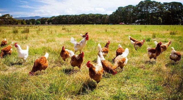 España prohíbe criar aves al aire libre por el aumento de casos de gripe aviar