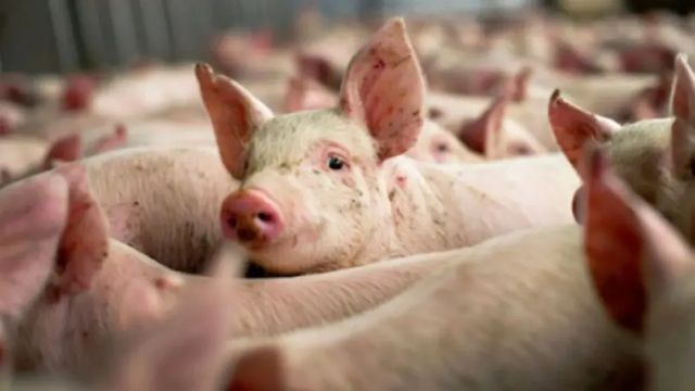În trei raioane din țară au fost depistate patru focare de pestă porcină africană