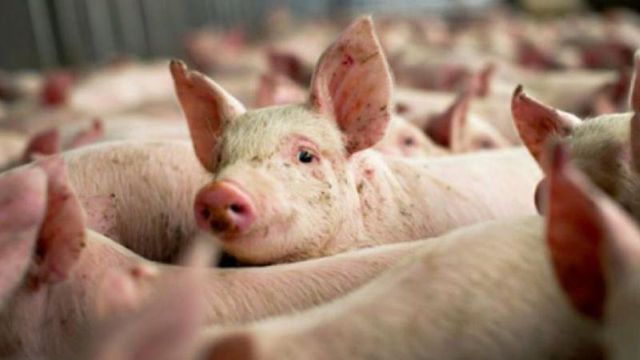 Focar de Pestă Porcină Africană confirmat în satul Ciocâlteni, raionul Orhei