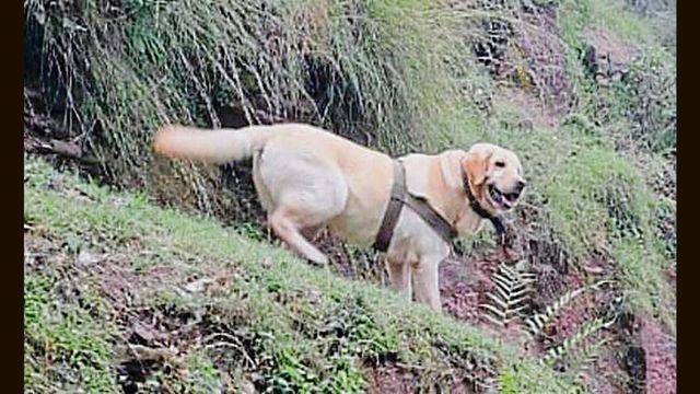 Terrorist gunned down, soldier, army dog lay down lives in Rajouri encounter