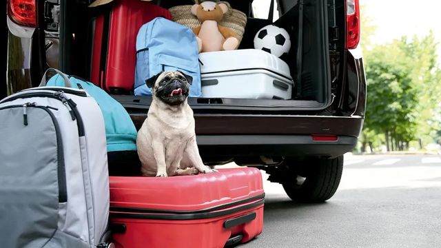 Un animal mal sujeto en un vehículo puede salir disparado como un proyectil