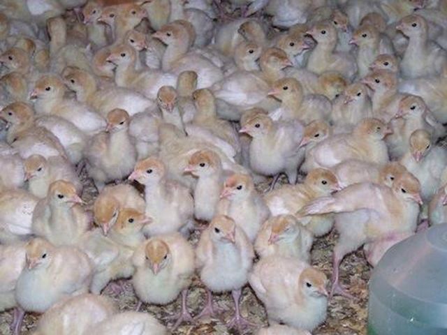 Focar de gripă aviară la o fermă de curcani din Codlea, Brașov