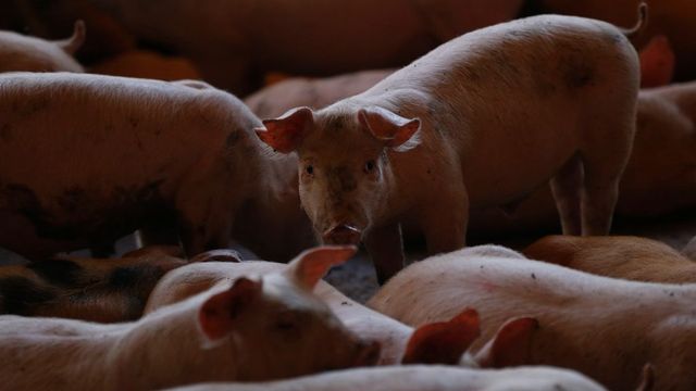 Por qué el cerdo va a bajar de precio por la peste porcina