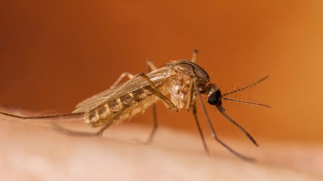 ANSP avertizează asupra riscului de infectare cu virusul West Nile