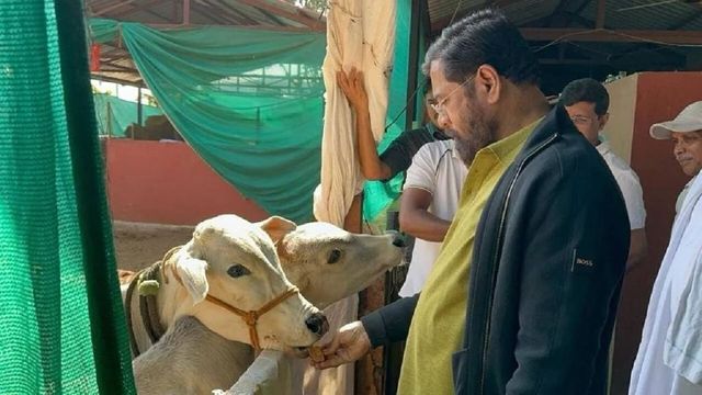 Maharashtra government grants Rajyamata status to desi cows