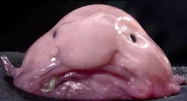 Blobfish, catalogat cel mai urât animal din lume, ales Peștele Anului în Noua Zeelandă