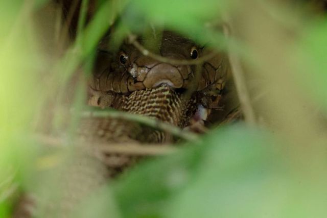 Rare Photo of King Cobra Eating Another Snake Takes Internet by Storm