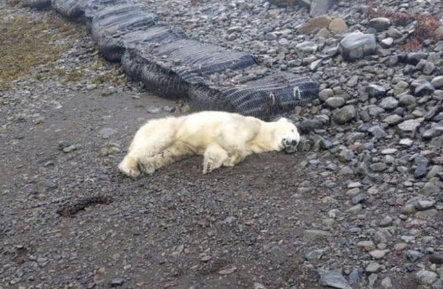 Orso polare ucciso dalla polizia in Islanda: era arrivato dalla Groenlandia su un iceberg galleggiante