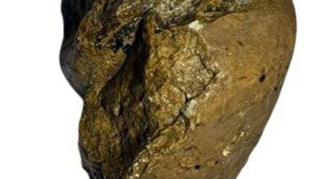 Noida man steals 50-million-year-old fossil from trade fair in Delhi, arrested