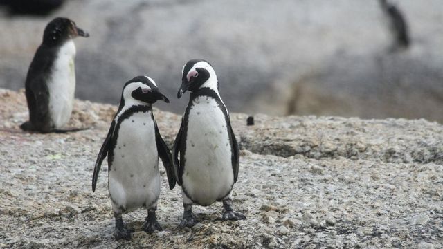 Morto uno dei due pinguini gay di Sidney, il loro amore un'icona