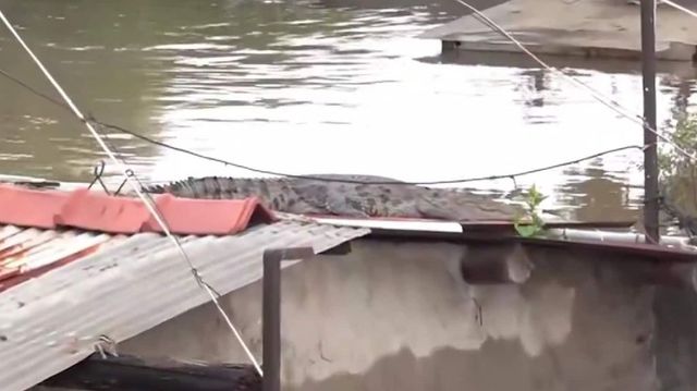 Pushed Into Residential Areas By Flooding, 24 Crocodiles Rescued In Vadodara By Forest Dept