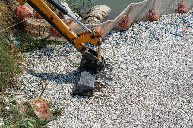 Grecia, catastrofe ecologica a Volos, migliaia di pesci morti