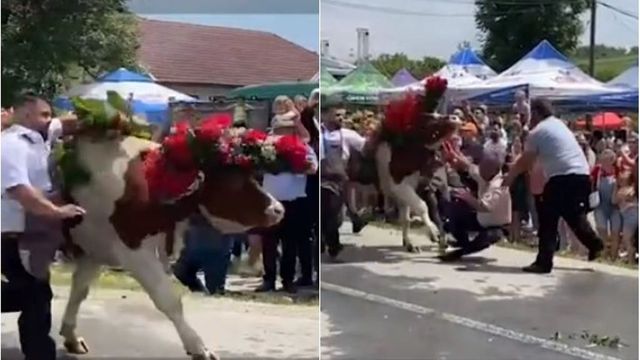 Un bărbat a fost trântit la pământ de un bou la un festival din județul Cluj
