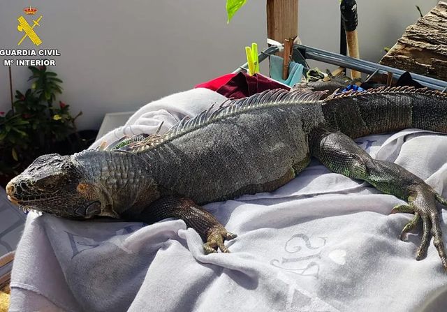 Hallan un cocodrilo durante una redada policial de un barrio de Sevilla