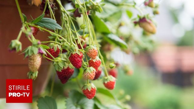 Aproape 90% dintre căpșunile din Europa conțin urme de pesticide