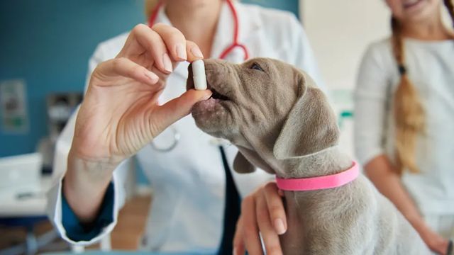 Sanos y felices: asegura el bienestar de tus mascotas con estos comprimidos multivitamina