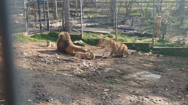 Трите лъвчета от зоопарка в Стара Загора вече имат имена