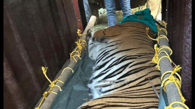 Tigress Zeenat released into southern Similipal reserve in Odisha