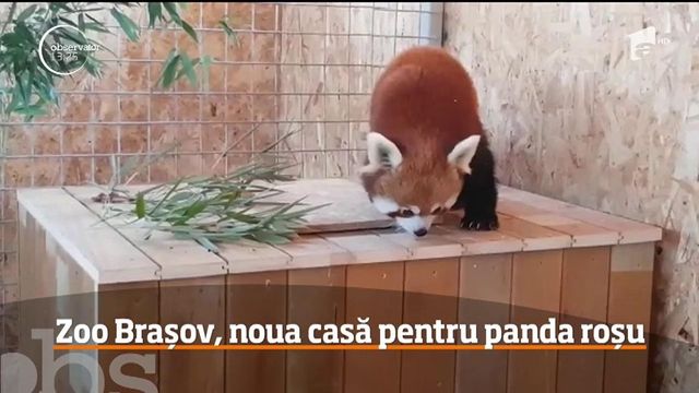Peggy, o panda roșu unică în România, noul locatar al Grădinii Zoologice din Brașov