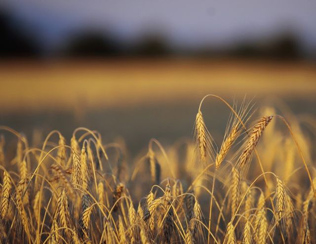 Спадат цените на пшеницата и царевицата на световните пазари