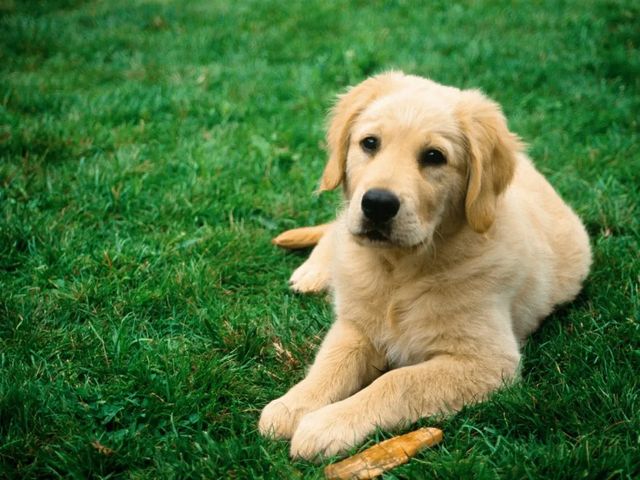 Un câine ucis cu lovituri de lopată și 62 de animale moarte de foame. Două condamnări pentru cruzime față de animale în nordul țării