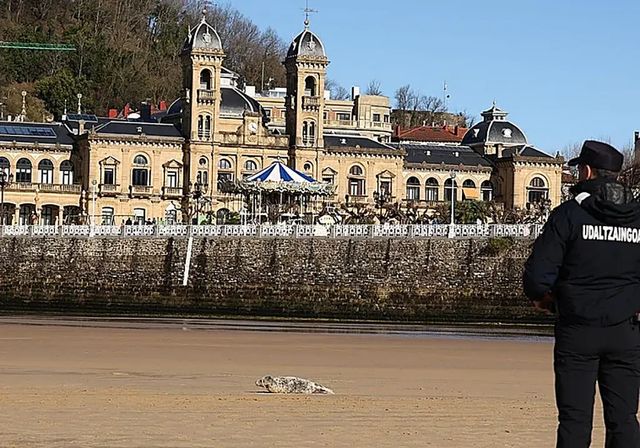 Una foca visita San Sebastián: «Solo necesita paz y descanso»