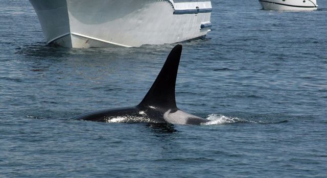 Le orche attaccano e affondano una barca a vela nello stretto di Gibilterra