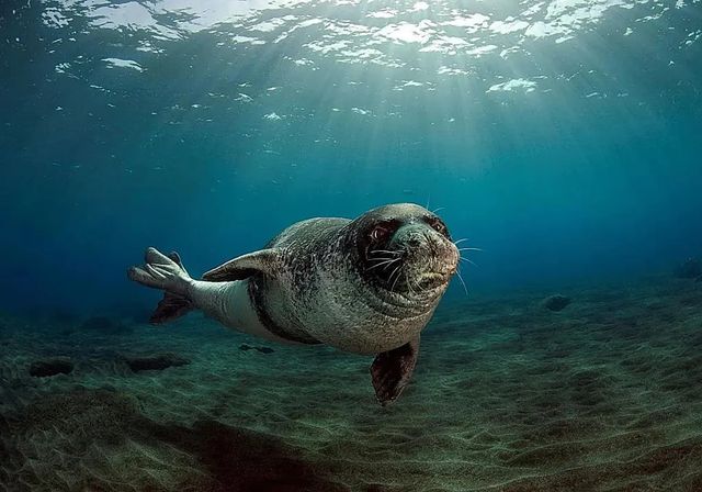 El posible retorno de la foca monje al litoral de la Región de Murcia