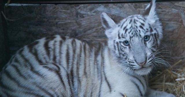 Un pui de tigru alb a murit după ce ar fi înghițit plastic